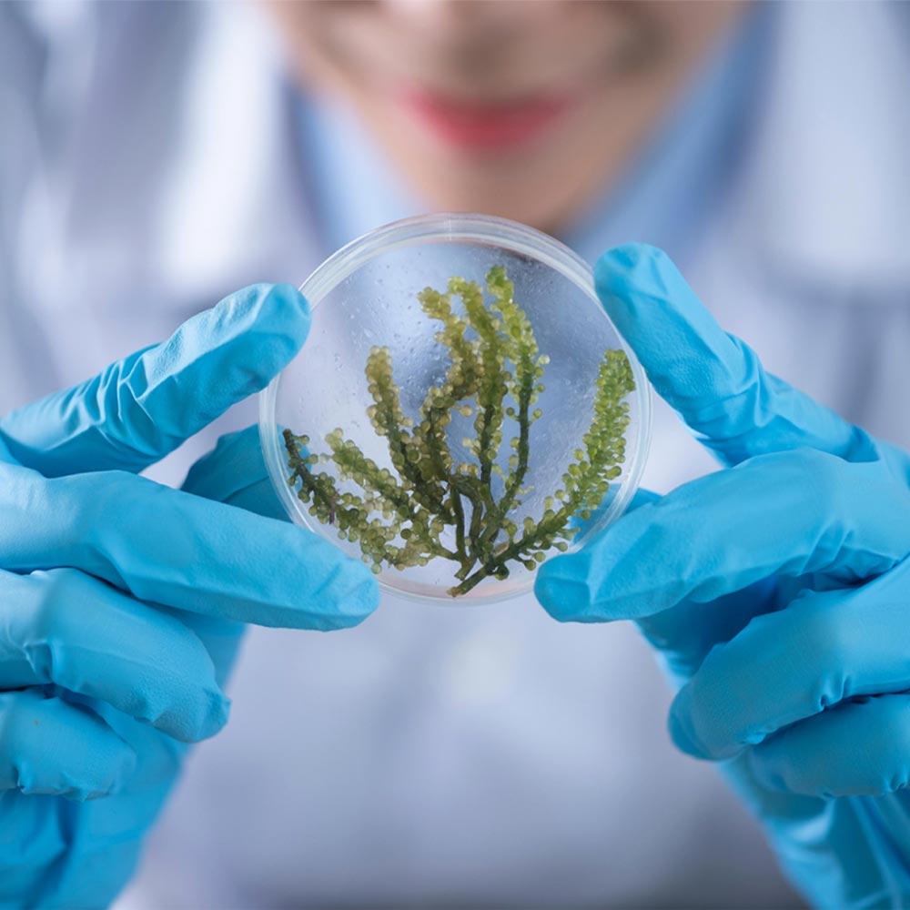 Influxelia révolution agricole